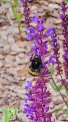 A bumblebee is shown collecting nectar from a purple flower. The bumblebee is black and yellow and fuzzy. The flower is tall and slender with many small purple flowers. The background is blurry and appears to be made of wood chips and green plants. The video is shot in close-up.