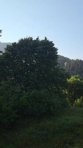 The video pans across a lush green landscape. In the foreground, tall grass and shrubs are visible, with a large, leafy tree dominating the left side of the frame. Behind the trees, a dense forest covers a rolling hill, with the trees tapering off as they reach the crest. The sky is a clear blue with a few wispy clouds. The sunlight suggests it is early morning or late afternoon. There are no people or man-made objects visible in the frame.