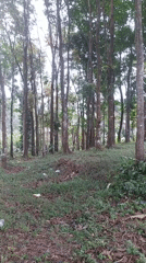 Slow morning ride through misty rural roads near Baturaden, Indonesia