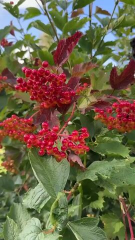 The video shows a close-up view of a bush with clusters of bright red berries. The berries are round and appear to be ripe. Some of the leaves on the bush are green, while others have turned a reddish-purple color, indicating the change of seasons. The background is slightly blurred, but suggests a natural outdoor setting with green foliage and a bright blue sky. The camera appears to be held steady, with slight movements that follow the natural sway of the branches. There are no people or animals visible in the video.