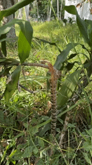 Chameleon spotted in rural Thailand villages during morning hours
