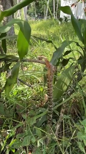 Chameleon spotted in rural Thailand villages during morning hours