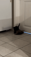 Two kittens play fight on tiled floor in Coquitlam