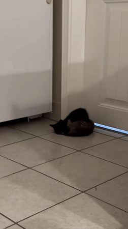Two kittens play fight on tiled floor in Coquitlam