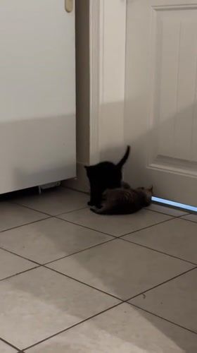 Two kittens play fight on tiled floor in Coquitlam