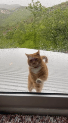 Wet orange cat spotted on roof during rainfall