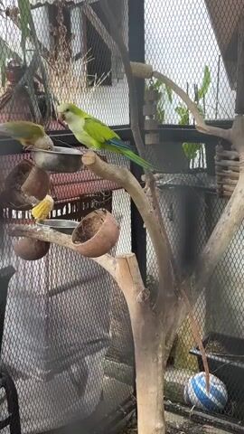 The video shows several parrots inside a cage. One green parrot is perched on a branch, looking towards a metal food bowl. Another parrot, also green with some yellow and red on its head, is eating from the same bowl. A third parrot, primarily green with a light blue head, is in mid-flight, approaching the food bowl. There are also two coconut halves acting as feeders attached to branches, one containing a piece of corn on the cob. The cage is made of black metal mesh and contains natural branches and some greenery. In the background, there are glimpses of a building and more greenery. A blue and white striped ball is visible on the cage floor.