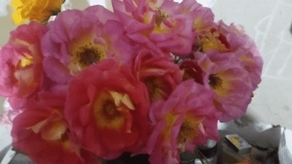 Quiet morning at home: flowers, pets, and garden corners