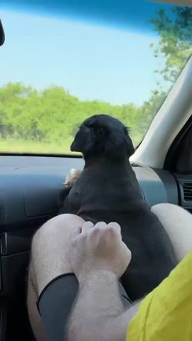A small black dog, possibly a Shih Tzu with a short haircut, is prominently featured in this video. It is sitting on a person's lap inside a car, facing forward and looking out the windshield. The dog occasionally licks its lips or extends its tongue slightly. The person's legs and arm are visible, with their hands clasped together, suggesting a relaxed posture.

The scene is set inside a car, which appears to be in motion. Through the windshield, a clear blue sky is visible above a landscape dominated by green trees or bushes, indicating a rural or semi-rural environment. The bright natural lighting suggests it is daytime, under clear and sunny weather conditions. There are no specific location cues within the video itself, but the provided context places the location in Nevsha, Bulgaria. No visible text is present in the video. The dog appears curious and alert, seemingly enjoying the car ride, while the person seems calm.