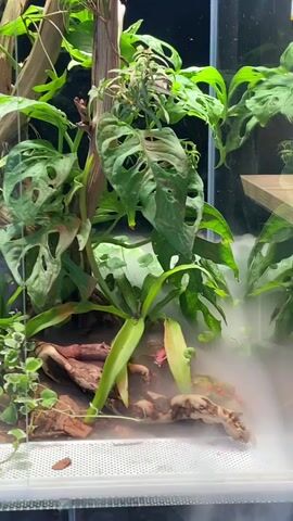 The video shows a close-up view of a terrarium with lush green plants, including large-leafed plants with holes and vines. A mist or fog effect is present, partially obscuring the lower part of the terrarium. There are pieces of wood and substrate visible in the terrarium. The lighting appears to be artificial, creating a dramatic effect. No people or animals are visible in the video.