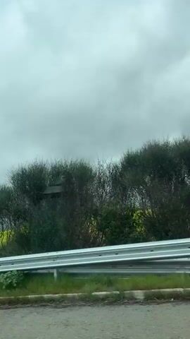 The video shows a field of yellow flowers beside a road with a guard rail. The sky is overcast. The camera appears to be moving. There is no visible person or interaction.
