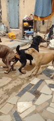 Dogs observed in courtyard while man works in Jos