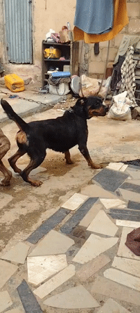 Dogs observed in courtyard while man works in Jos