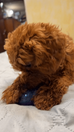 Poodle puppy plays with toys on a bed in Sofia