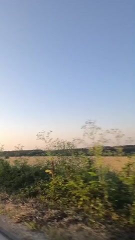 This video captures a view from a moving vehicle on a paved road. The sky is a clear, pale blue, transitioning to a soft orange near the horizon. To the right of the road, a field of dry, yellowing grass and scattered green bushes stretches into the distance, bordered by a dark line of trees. In the distance, several cars are visible on the road, driving in the same direction as the camera. The road itself is asphalt with a white line marking the edge. The overall impression is of a rural landscape during sunset.