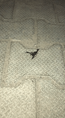 Nighttime scenes documented across Dharamshala region including scorpion, bonfire