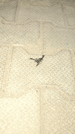Nighttime scenes documented across Dharamshala region including scorpion, bonfire