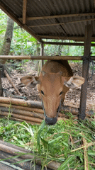 Rural Tampaksiring: livestock pen and lush winding path