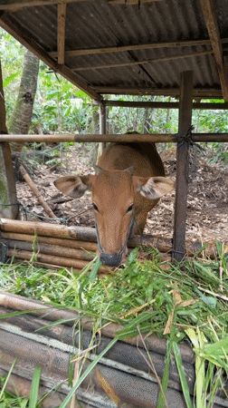 Rural Tampaksiring: livestock pen and lush winding path