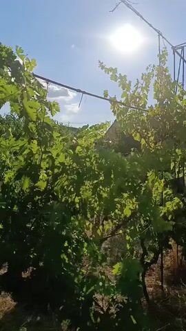 The video captures a sun-drenched vineyard with lush green grapevines. The sun is prominently visible in the bright blue sky, casting a strong light. The vines are supported by a rustic trellis system made of metal poles and wires. In the right side of the frame, a brown metal gate is partially open, revealing a hint of a structure behind it. The ground beneath the vines is covered with dry grass and straw, suggesting a rural or agricultural setting. The camera pans slightly, showcasing the dense foliage and the play of sunlight and shadow on the leaves.