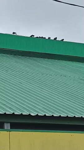 This media file captures a scene of a group of pigeons perched on the edge of a green, corrugated metal roof. The roof appears to be part of a building with a yellow lower section. The sky above is overcast, suggesting a cloudy or possibly rainy day. The pigeons are silhouetted against the bright sky, making it difficult to discern specific details about them. They are positioned in a line along the ridge of the roof. The image provides a straightforward view of the birds in their resting place, with no discernible activity beyond their presence on the roof. The setting appears to be outdoors, in a location with typical urban or suburban architecture. There is no visible text in the media file.