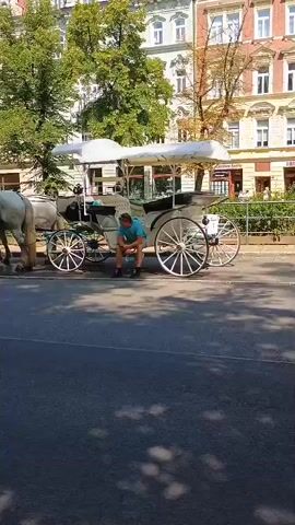 A man in a blue t-shirt and shorts sits on the edge of a horse-drawn carriage. Two white horses are harnessed to the carriage. The carriage is ornate with white upholstery and a white canopy. The scene appears to be on a street in a city, with buildings in the background. The man is looking down. The horses are facing left. The sun is shining.