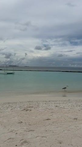 A heron walks along the shore of a beach, its reflection visible in the shallow, turquoise water. The sky is cloudy and gray, with a dark line visible on the horizon. There is a white sandy beach in the foreground.