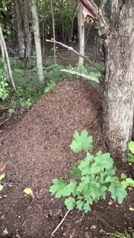 The video shows an ant hill in a forest. The ant hill is made of dirt and pine needles. It is located at the base of a tree. There are green plants growing around the ant hill. The sun is shining through the trees.