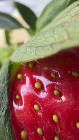 The video is a close-up shot of a single strawberry. The strawberry is bright red with visible seeds and green leaves attached to the stem. It is placed on top of a stack of several slices of light yellow cheese. Behind the strawberry and cheese, there is a piece of paper with text and images, and to the left and right of that, there are partially visible objects that appear to be bottles. The entire scene is set on a wooden surface, likely a table. The camera slowly zooms out, revealing more of the surrounding environment, which includes the wooden table, the paper, and the bottles. The lighting is natural, suggesting an outdoor setting.