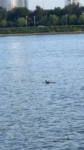 A duck swims in a body of water. The duck is dark in color and appears to be moving from left to right. The water is blue and appears to be rippling. In the background, there is a shoreline with trees and buildings. The sky is not visible. The video is of low resolution and appears to be taken from a distance.