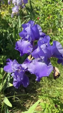 The video showcases a cluster of vibrant purple iris flowers in a garden setting, with several other irises visible in the blurry background. The sunlight illuminates the intricate details of the flower petals, highlighting their texture and varying shades of purple. Green grass and foliage surround the flowers. A bee briefly flies into the scene.