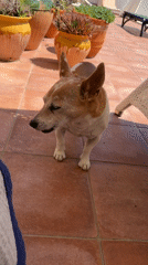 Dog and agave plant spotted on Spanish patio