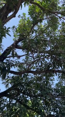 A low-angle shot of a large tree against a bright blue sky. The tree has thick, dark branches and abundant green leaves. Some of the branches are gnarled and twisted, while others are straighter. The leaves are a vibrant green and appear to be broad and somewhat elongated. The sunlight filters through the canopy, creating dappled light and shadows. The overall impression is one of lush growth and natural beauty.