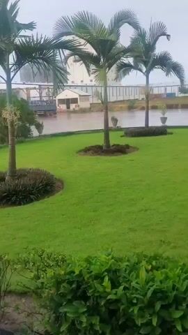 The video opens to a view of a well-maintained lawn with a palm tree and a circular bed of dark green shrubs. In the background, buildings and vehicles are visible under a cloudy sky. As the video progresses, the camera pans to the right, revealing a covered walkway with a clear roof supported by metal beams. The ground is wet, indicating rain, and a sign pointing to the "WAY TO EMERGENCY ASSEMBLY POINT" is visible. The camera continues to move, showing more of the wet walkway and a garden area with lush green plants. Finally, the view shifts to encompass a wider area of the lawn with multiple palm trees and other vegetation, with buildings and cars in the distance, all under the overcast sky. The overall impression is that of an outdoor scene during or after rainfall, with elements of landscaping and buildings.