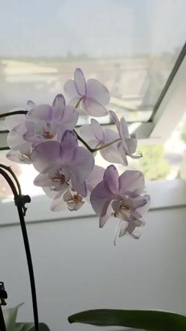 A close-up shot of a flowering orchid plant. The orchid has delicate pink and white petals with purple tips. The plant is positioned near a window, with diffused sunlight illuminating the flowers. The background is blurred, showing a light-colored wall and the edge of a window frame. The focus is on the intricate details and soft colors of the orchid blossoms.
