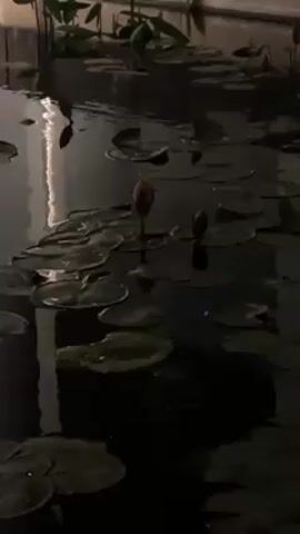 The video shows a still shot of a dark, murky pond or body of water filled with lily pads and budding water lilies. The leaves are mostly green and round, floating on the dark water surface. Two prominent, tightly-closed water lily buds, pinkish-red in color, rise above the leaves. Thin, reedy plants grow at the edge of the pond. A reflection of light, possibly from a building, is seen on the water's surface. The overall scene is dimly lit and has a calm, serene feel.