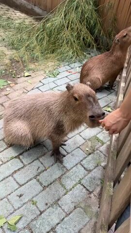 A person's hand is seen feeding a capybara a carrot. The capybara is light brown and sitting on a brick-paved area. Another capybara is visible in the background, standing near a wooden fence. Green branches are scattered on the ground and hanging from above. The scene appears to be an outdoor enclosure, possibly at a zoo or animal sanctuary.