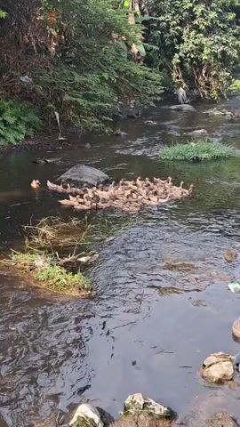 A flock of ducks swims in a dark, murky stream surrounded by lush green foliage. The water is calm in some areas and shows some ripples in others. There are rocks and a few pieces of trash visible in and along the stream. The ducks are clustered together, some facing the camera, others with their backs to it. One duck is swimming slightly apart from the main group on the left side of the frame. The scene appears to be in a natural, undeveloped area.