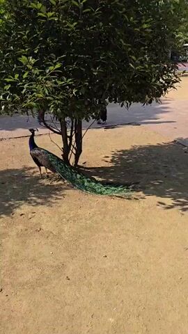 A peacock stands under the shade of a tree. Its iridescent blue and green plumage is visible, along with its long, flowing tail feathers. The ground is covered in sand and fallen leaves, and sunlight dapples through the tree's canopy, creating shifting shadows. The peacock appears to be undisturbed, standing calmly and looking towards the left of the frame. The overall environment suggests an outdoor park or garden setting.