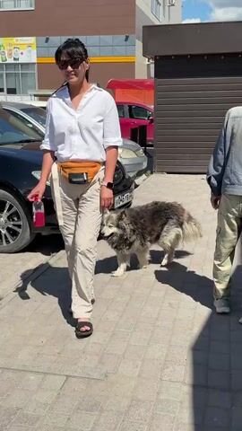 A woman in a white shirt and beige pants walks with a husky dog on a leash. The dog is medium-sized with gray, black, and white fur and blue eyes. It appears to be panting. The woman is holding a red bottle and wearing a fanny pack. They are walking on a paved sidewalk next to parked cars. A building with a striped awning is in the background. Another person, partially visible, walks in the foreground on the right. The scene is outdoors during the daytime.