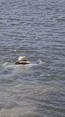 Water rescue incident witnessed at Ba Ngoi Ward lake