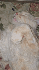 Cats napping in neon-lit room, Nizhny Novgorod
