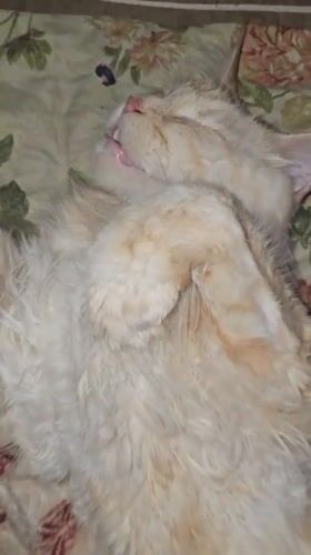 Cats napping in neon-lit room, Nizhny Novgorod