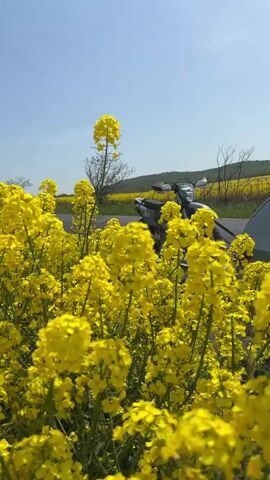 A close-up, low-angle, eye-level shot shows a motorcycle parked on the side of a road next to a vibrant field of yellow rapeseed flowers under a clear blue sky. The motorcycle, colored gray, has the number 365 on it. The rapeseed flowers are densely packed and reach up to the height of the motorcycle. Beyond the flower field and the road, a hill and additional rapeseed fields stretch into the distance. A bare tree is also visible in the background. The camera subtly moves in and out, adjusting focus on the motorcycle and the flowers.