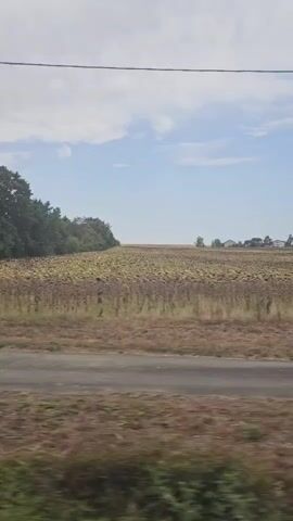 The video pans across a rural landscape under a partly cloudy sky. In the foreground, there is dry, brown grass alongside a dark asphalt road. Beyond the road, a field of dry, brown plants, possibly harvested crops or late-season sunflowers, stretches into the distance. Trees line the far edge of the field. In the distance, a few houses are visible, along with utility poles and wires. The camera movement is horizontal and slightly blurry, suggesting it is mounted on a moving vehicle. The overall impression is of a sunny, agricultural area.
