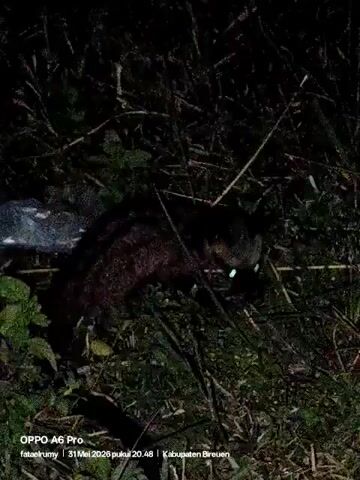 A dark video taken at night in an outdoor grassy area shows a dark animal, possibly a civet, with glowing eyes. The animal is obscured by the vegetation. A piece of translucent plastic is visible nearby. The video's information says it was taken on an OPPO A6 Pro phone on May 31, 2026, at 20:48 in Kabupaten Bireuen.