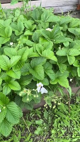 A white butterfly with black markings on its wings flies around a strawberry plant with green leaves and white flowers. The butterfly is in focus, and the background is blurred. The video is shot from a close-up perspective.