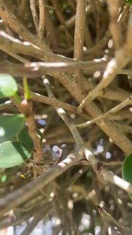 The video shows a close-up view of a small tree or bush with numerous small, round green leaves. The camera angle shifts upwards, revealing more of the leafy foliage. The branches are brown and intertwining. Sunlight filters through the leaves, creating highlights and shadows. In the background, the sky is visible as a bright blue. The background noise is unintelligible.