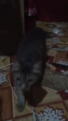 A dark-furred cat with yellow eyes is captured in a video as it moves around. The cat is seen from various angles, sometimes close up and sometimes from a distance. The background appears to be an indoor setting with a patterned rug or blanket on the floor. There are some objects in the background, including what looks like a power strip with red indicator lights and cables. The lighting is dim, contributing to the overall dark tone of the video. The cat's movements are fluid, and its gaze seems to be directed at something just out of frame or at the camera.
