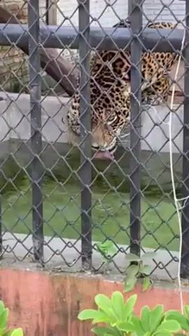 A medium shot depicts a jaguar behind a chain-link fence, consuming a piece of meat. The jaguar is in a zoo enclosure. Its head is down as it eats. Another jaguar is visible lying down in the background. The enclosure has a concrete surface. There is a shallow body of water between the fence and the jaguars. Outside the enclosure is a low red brick wall with some small green plants.